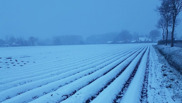 Witte neerslag op percelen niet altijd verkeerd - Gewastour week 14 - Boerenbusiness.nl