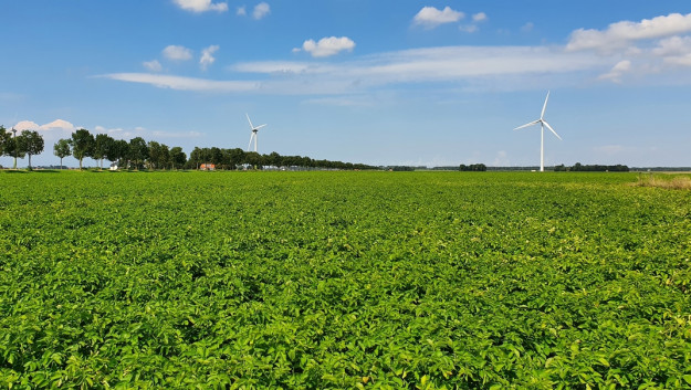 Kunst om aardappelloof groen en levend te houden - Gewastour Aardappel - week 33 - Boerenbusiness.nl