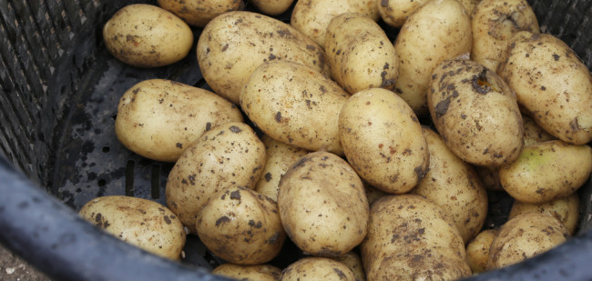 Vlaamse aardappelen erg fijn en missen de tonnen