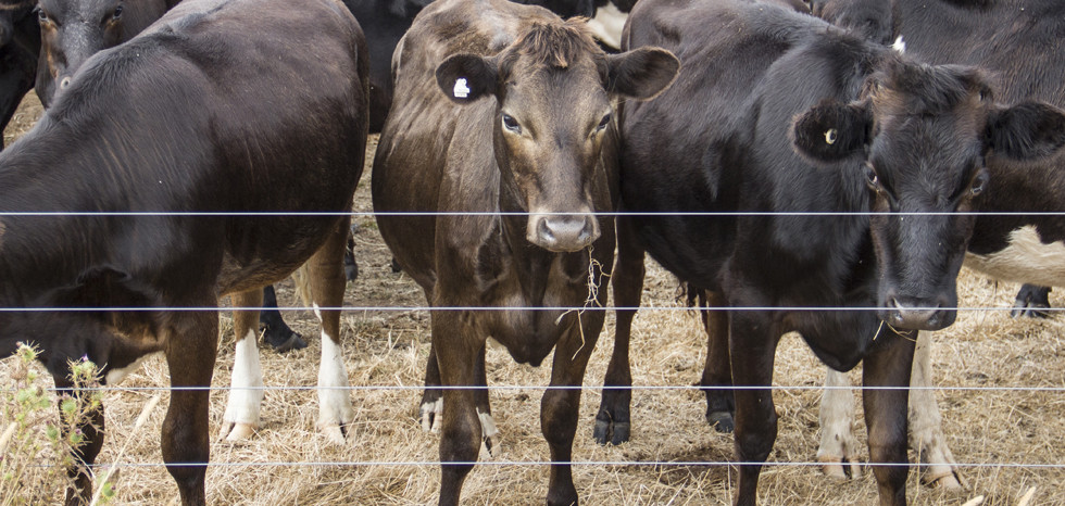 Australische Melkaanvoer Trapt Jaar Hoger Af Inside Melk Boerenbusiness Nl
