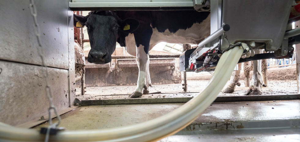 Nederlandse Melkaanvoer Duikt Hard Omlaag Inside Melk Boerenbusiness Nl