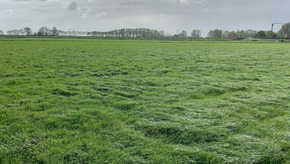 Kwaliteit eerste snede op stam in gevaar? - Ruwvoertour Gras - Week 21